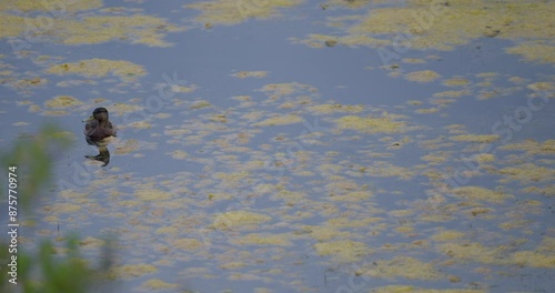 Male duck swimming calmly in the marshes of Santoña, Cantabria photo