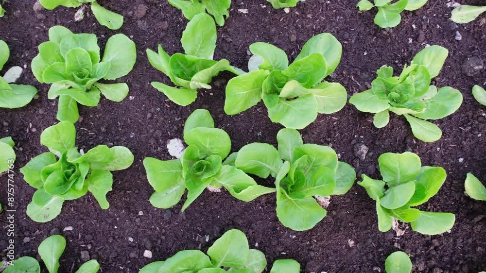 Top view shot of young green lettuce plants growing in dark soil, camera truck move to right showing healthy and vibrant foliage in garden