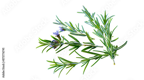 Rosemary isolated on transparent png