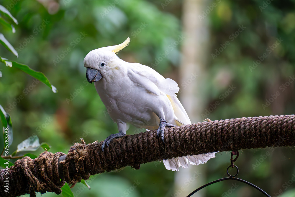 A gorgeous white Cockatoo is peacefully perched on a branch in a lush tropical forest A gorgeous white Cockatoo is peacefully perched on a branch in a lush tropical forest