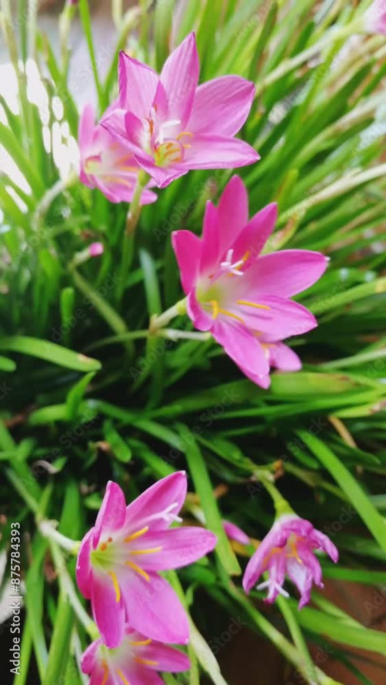 Rain lily blooming in the garden. Relaxing nature background for intro clip, music visualization, meditation, yoga etc Rain lily blooming in the garden. Relaxing nature background for intro clip, music visualization, meditation, yoga etc