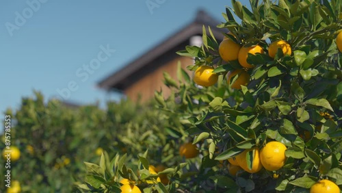 夏みかんと古い家屋