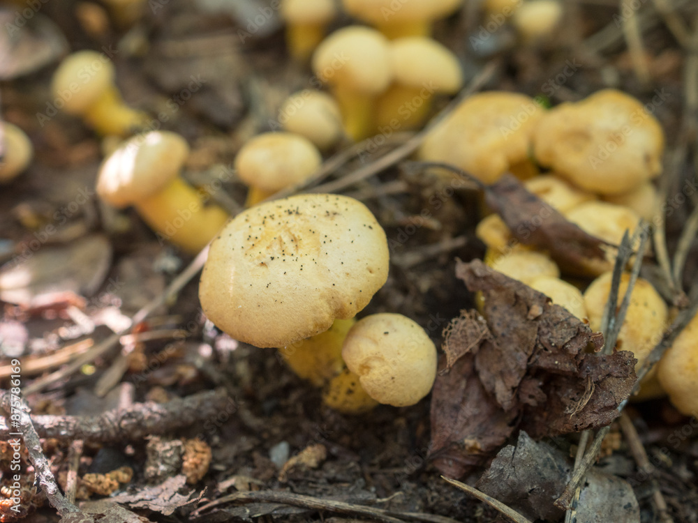 small chanterelle mushrooms close up small chanterelle mushrooms close up