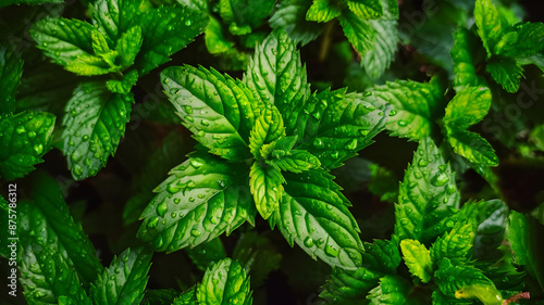 A close-up, detailed image of lush, vibrant green mint leaves with water droplets, shot in natural lighting to capture the delicate textures and sheen of the foliage. Photorealistic, high-resolution, 