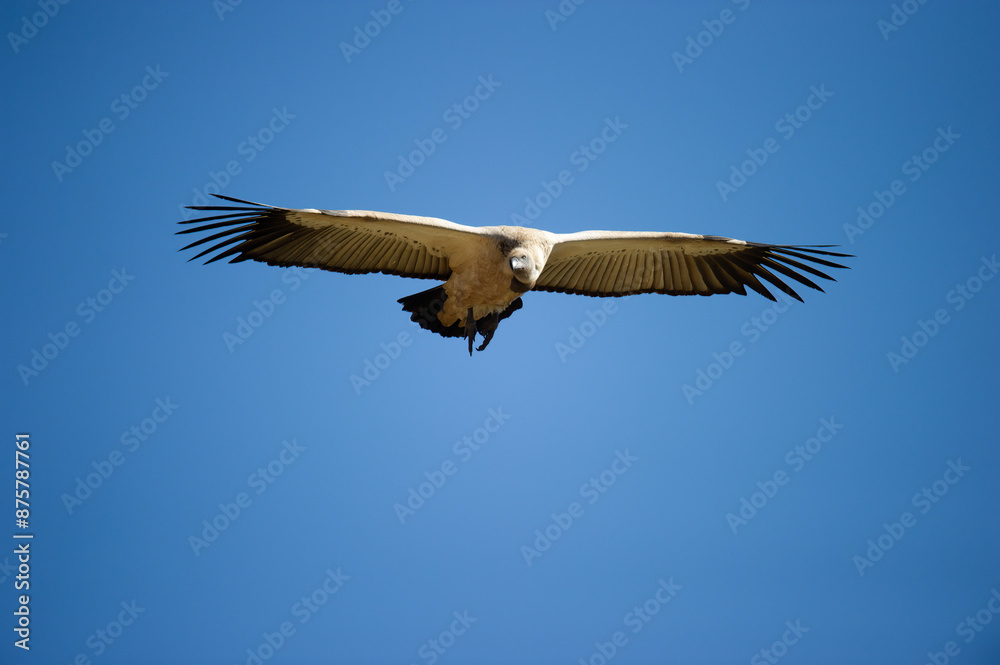 Fototapeta premium Cape Vulture ( Gyps coprotheres ) Giants Castle Drakensberg, Souith Africa