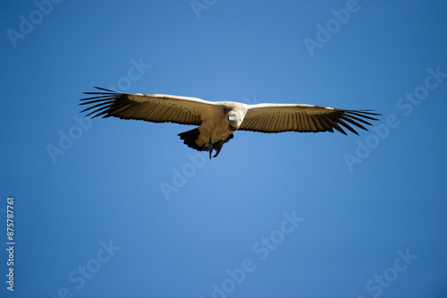 Cape Vulture ( Gyps coprotheres ) Giants Castle Drakensberg, Souith Africa photo