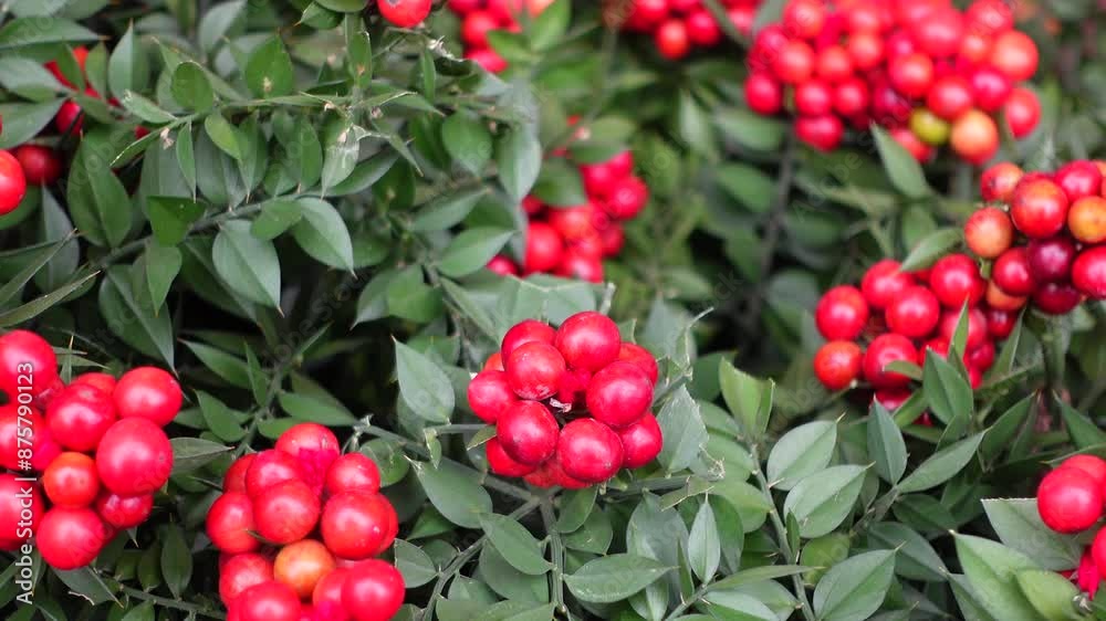 A closeup image showcasing vibrant red berries with lush green foliage in the background A closeup image showcasing vibrant red berries with lush green foliage in the background