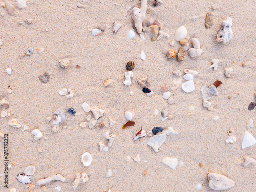 Close-up top view of a natural white sand beach texture scattered with various seashells, pebbles, and dead coral fragments.