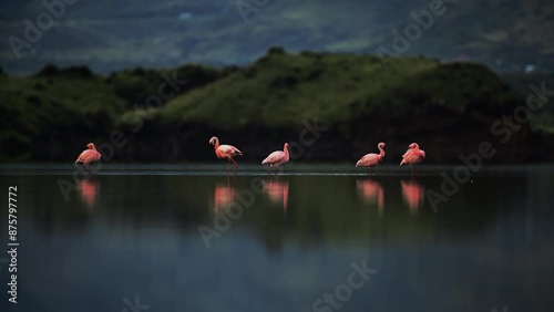 Lockdown Shot Of Flamboyance Of American Flamingos Walking On Lake - Serengeti, Tanzania