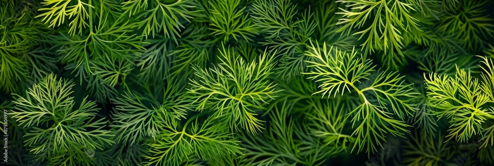 Dill sprig texture background, fresh fennel twigs pattern, raw herb plant bunch banner, fragrant dill leaves Dill sprig texture background, fresh fennel twigs pattern, raw herb plant bunch banner, fragrant dill leaves