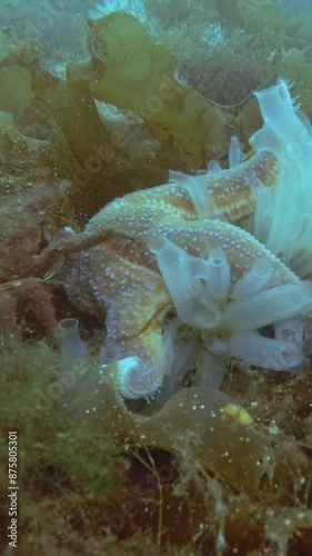 Vertical video, Time lapse, Sea Star eats ascidian colony on seabed covered with algae, Spiny Starfish (Marthasterias glacialis) and Transparent sea squirt (Ciona intestinalis, Ascidia intestinalis) photo