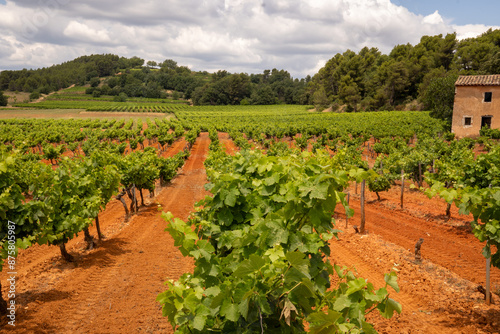 Cultivation of the noble grapevine (Vitis) for French quality wine in the Luberon, Provence, France. Grapevines in rows in the winery (domain, chateau). A rural house, hill and forest in the backgroun