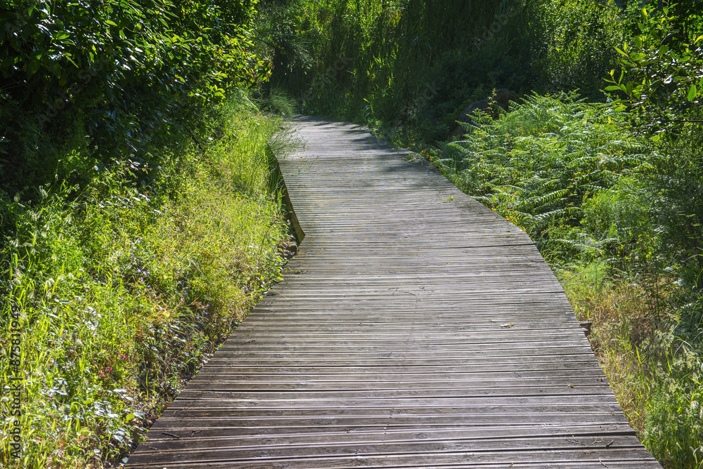 wooden pathway trough a green forest borded by leaf and grass wooden pathway trough a green forest borded by leaf and grass