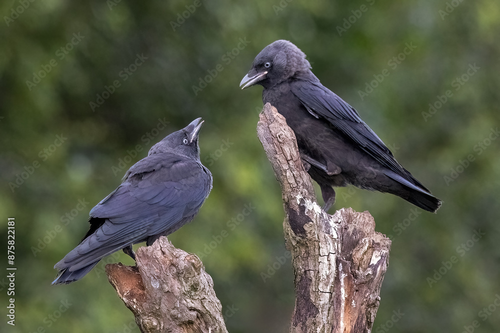 a close up of two jackdaws standing  perched on the top of a tree. One is a juvenile looking up to its parent for food