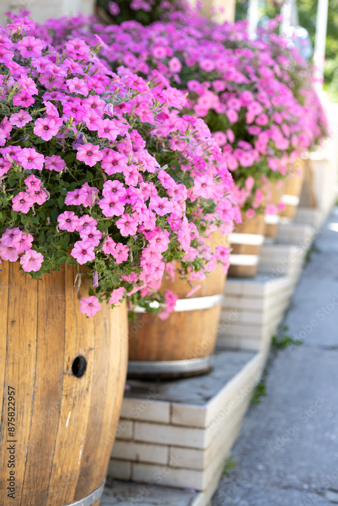 pink flowers in pots of wooden barrels, garden decor pink flowers in pots of wooden barrels, garden decor
