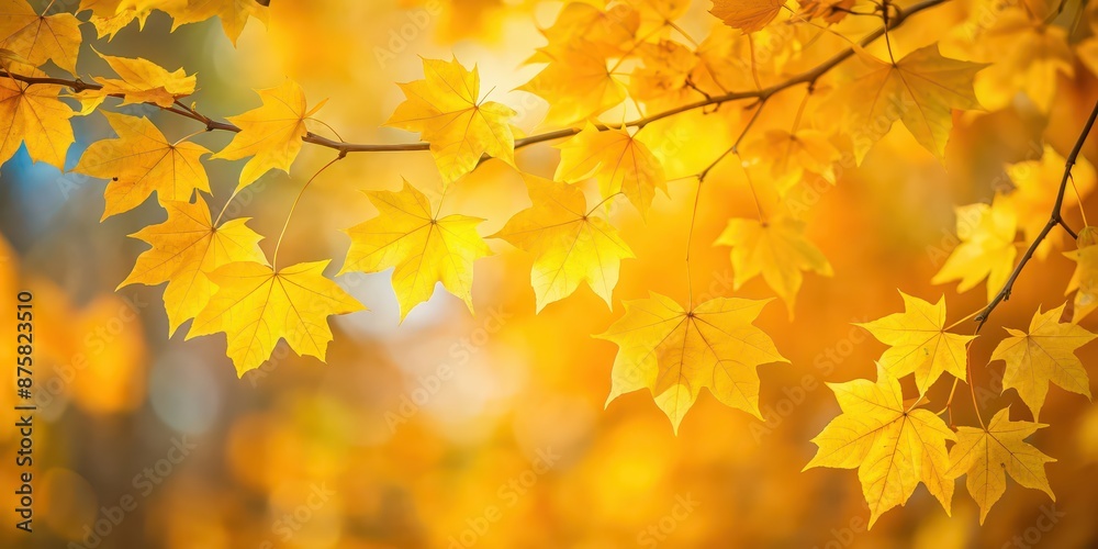 Yellow leaves background with a soft focus effect, autumn, foliage, golden, nature, seasonal, fall, vibrant, color, texture Yellow leaves background with a soft focus effect, autumn, foliage, golden, nature, seasonal, fall, vibrant, color, texture