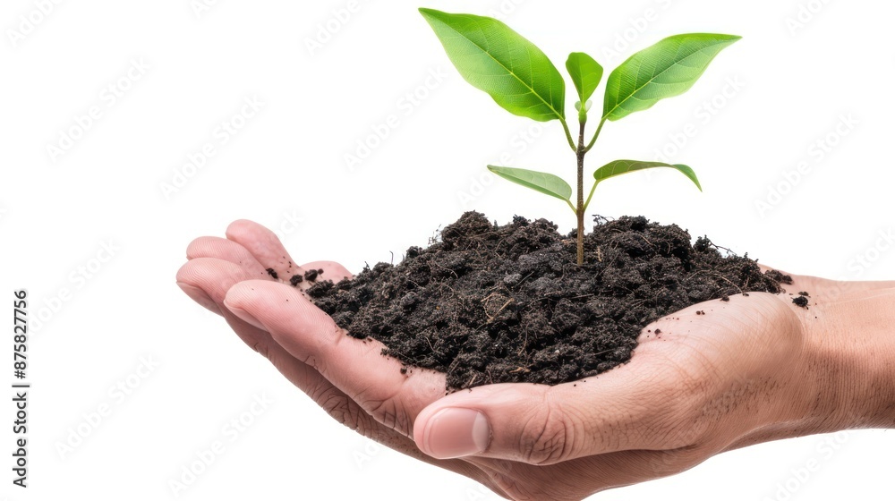 hand holding soil with young plant shoots growing on white background hand holding soil with young plant shoots growing on white background