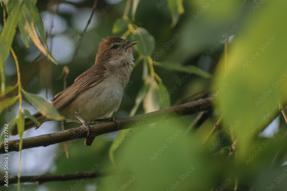 Garden Warbler on a branch