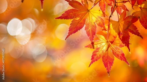 Autumn Theme Web Banner with Red and Yellow Leaves and Bokeh Effect © Umut