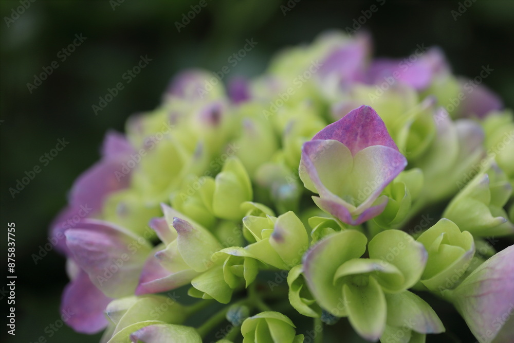 紫陽花 紫陽花