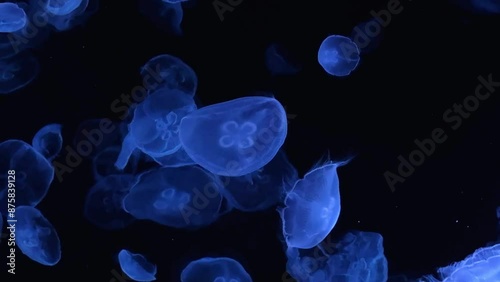 Glowing jellyfish float gracefully in dark water with a mesmerizing blue light