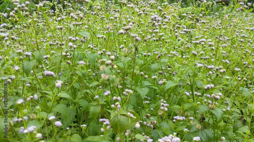 Emilia fosbergii is a wild plant that is often found in tropical lands Emilia fosbergii is a wild plant that is often found in tropical lands