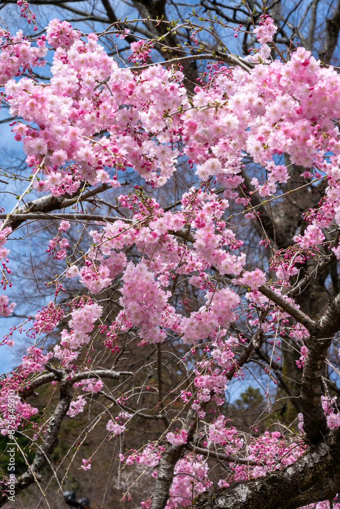 大阪箕面の勝尾寺の桜