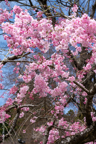 Obraz na płótnie 大阪箕面の勝尾寺の桜
w salonie