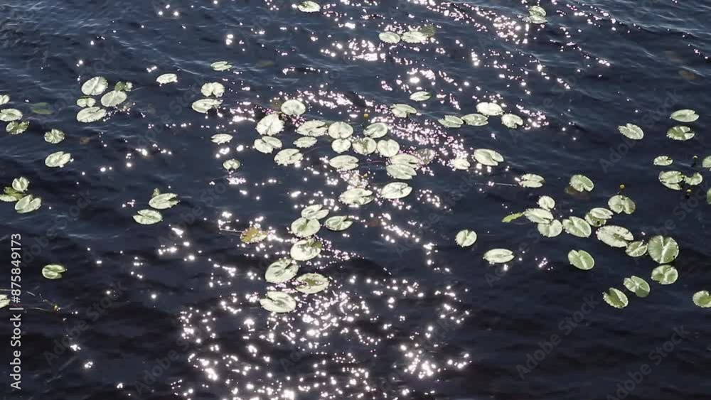 sun sparkling on water surface with water-lily plant leaves sun sparkling on water surface with water-lily plant leaves