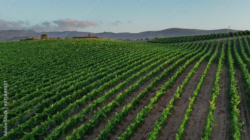 Sardinian Vineyard Aerial View at Sunset Sardinian Vineyard Aerial View at Sunset