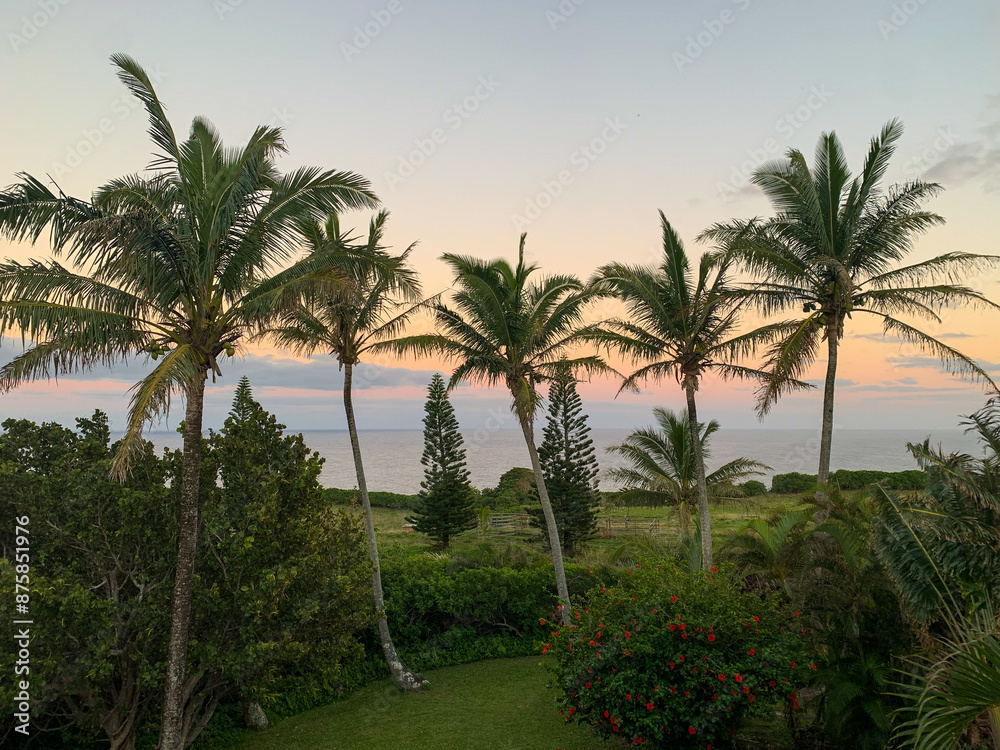 palm trees at sunset, Maui Hawaii palm trees at sunset, Maui Hawaii