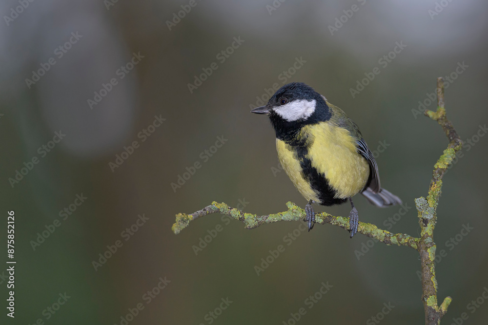 Obraz premium Great tit, parus major, perched on a small branch in a park in Algorta, Bizkaia