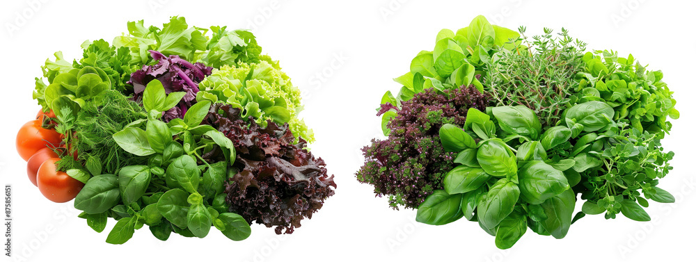 Obraz premium Fresh assortment of green and purple leafy vegetables, including basil, lettuce, and herbs. Ideal for salads and healthy meals. transparent background