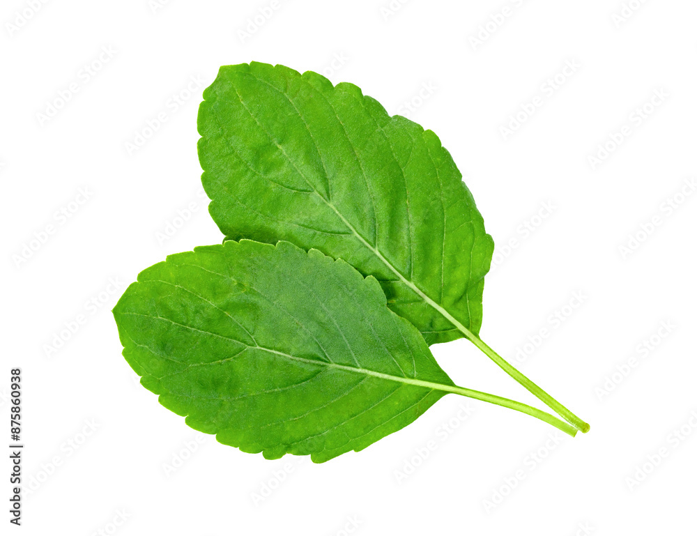 Fototapeta premium Holy Basil leaf or thai basil or Ocimum sanctum isolated