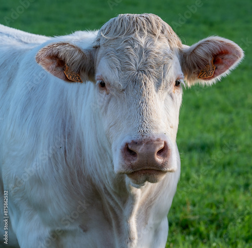 Vache