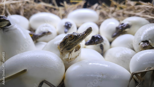 Принти на полотні A crocodile is hatching from egg to face the outside world