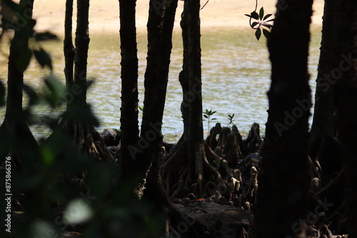 Scenery inside a large leafed orange mangrove forest photo