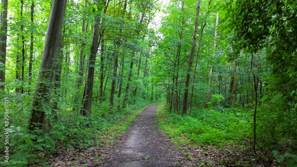 aerial push in flight over path in green european forest