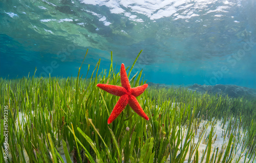 Green sea grass and red starfish. Marine life in the sea, underwater photography. Generative AI. photo