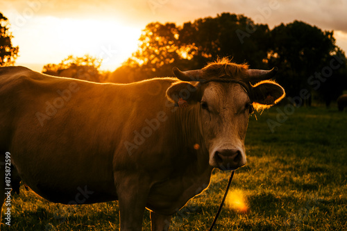 cow in the field