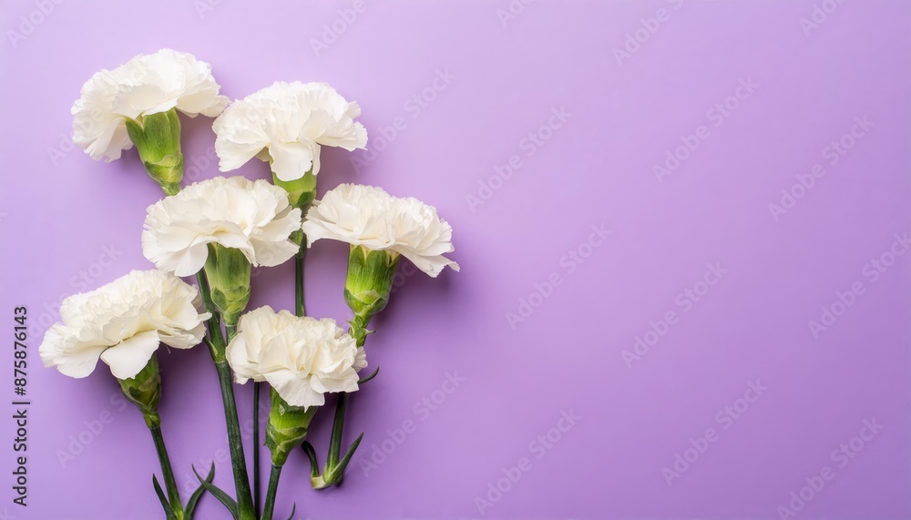 White Carnations on Purple or Lilac Background - Beautiful Flowers for Spring - Colored Carnation - Background for Mother's Day, Woman's Day, Valentine's Day or Birthday - Space for Copy or Text White Carnations on Purple or Lilac Background - Beautiful Flowers for Spring - Colored Carnation - Background for Mother's Day, Woman's Day, Valentine's Day or Birthday - Space for Copy or Text