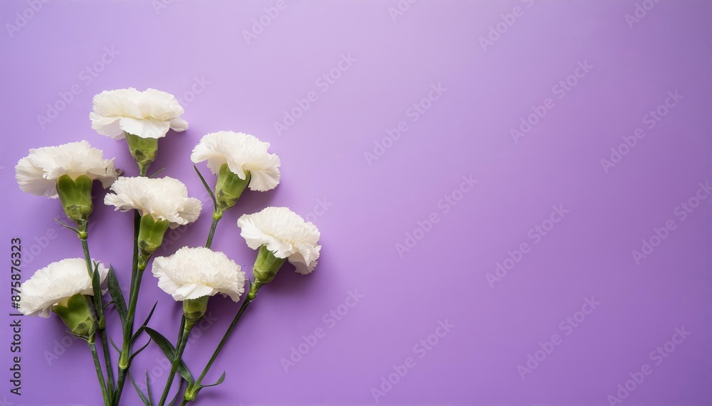 White Carnations on Purple or Lilac Background - Beautiful Flowers for Spring - Colored Carnation - Background for Mother's Day, Woman's Day, Valentine's Day or Birthday - Space for Copy or Text White Carnations on Purple or Lilac Background - Beautiful Flowers for Spring - Colored Carnation - Background for Mother's Day, Woman's Day, Valentine's Day or Birthday - Space for Copy or Text