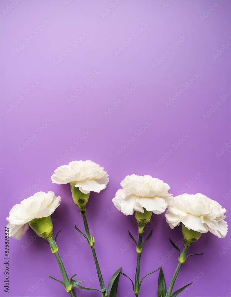 White Carnations on Purple or Lilac Background - Beautiful Flowers for Spring - Colored Carnation - Background for Mother's Day, Woman's Day, Valentine's Day or Birthday - Space for Copy or Text White Carnations on Purple or Lilac Background - Beautiful Flowers for Spring - Colored Carnation - Background for Mother's Day, Woman's Day, Valentine's Day or Birthday - Space for Copy or Text