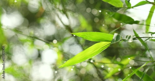 Selection focus of bamboo leaf in the sunlight morning swaying on wind. Nature fresh green background for zen meditation and garden design concept.