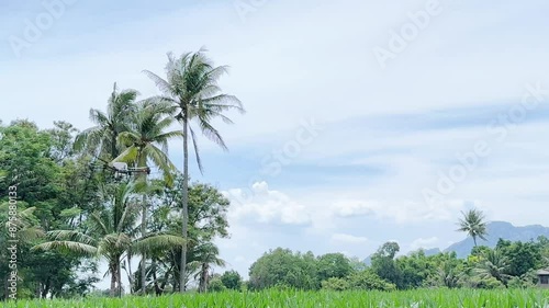 Agriculture drone fly to sprayed fertilizer on the sweet corn fields. Drone Transporter