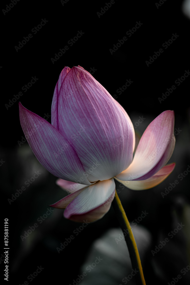 Fototapeta premium 夏の古代蓮 古河総合公園（古河公方公園）