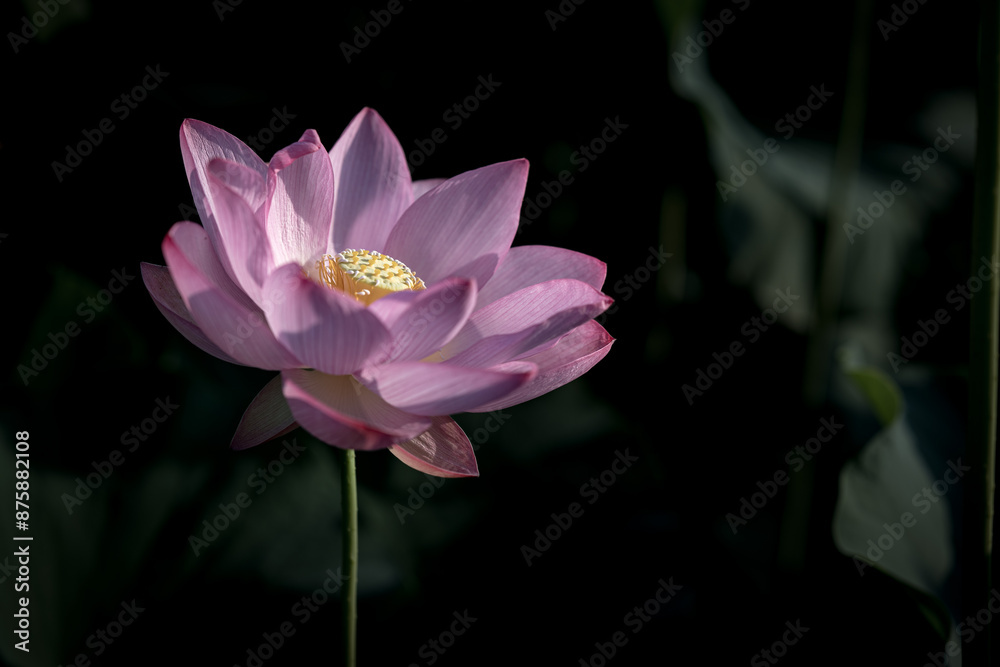 Obraz premium 夏の古代蓮 古河総合公園(古河公方公園)