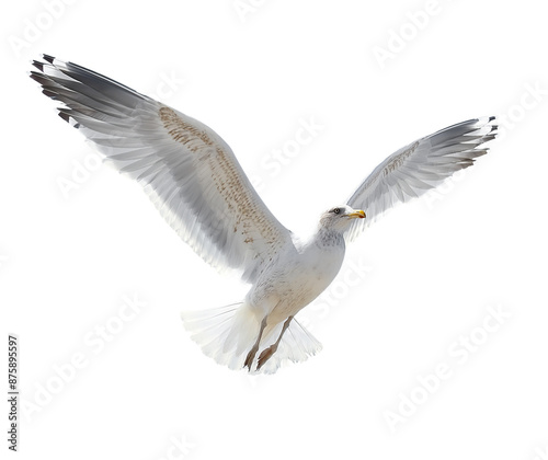 a seagull in flight, flying white bird cut out