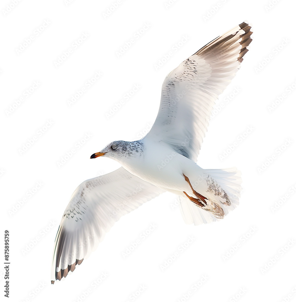 Fototapeta premium set of seagulls in flight, flying white birds cut out