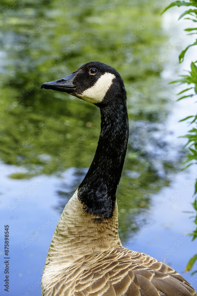 Obraz premium goose on the water